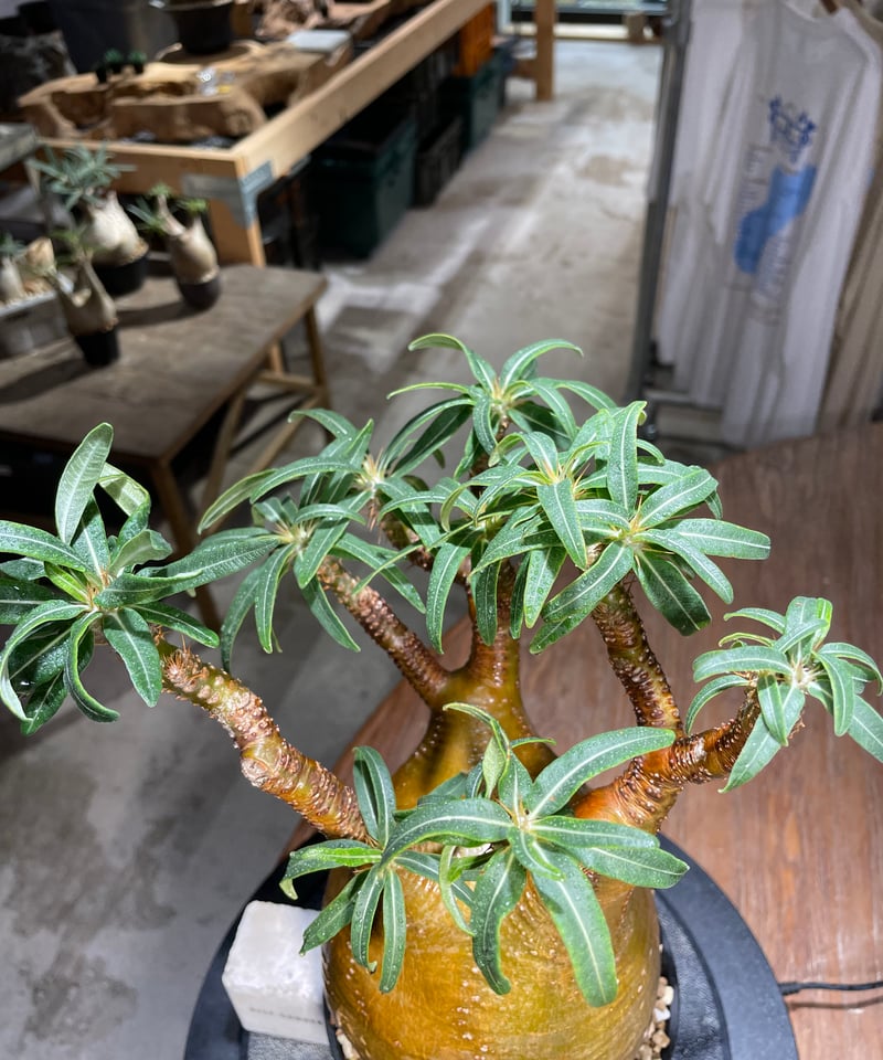 パキポディウム グラキリス Pachypodium gracilius 発根済 (gk-51