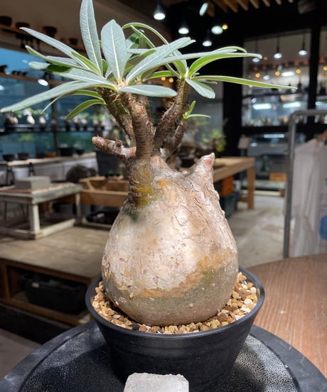 パキポディウム グラキリス　Pachypodium gracilius 　発根済　(gk-314)