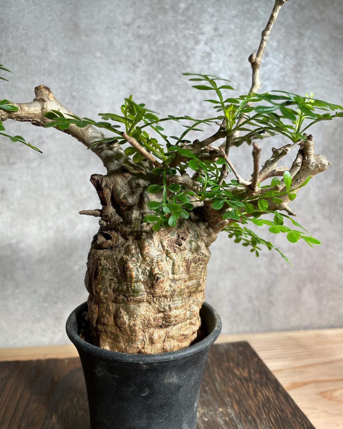 発根済　オペルクリカリア パキプス 手作鉢付き オペルクリカリア パキプス 発根済み 鉢付き発送 31. オペルクリカリア