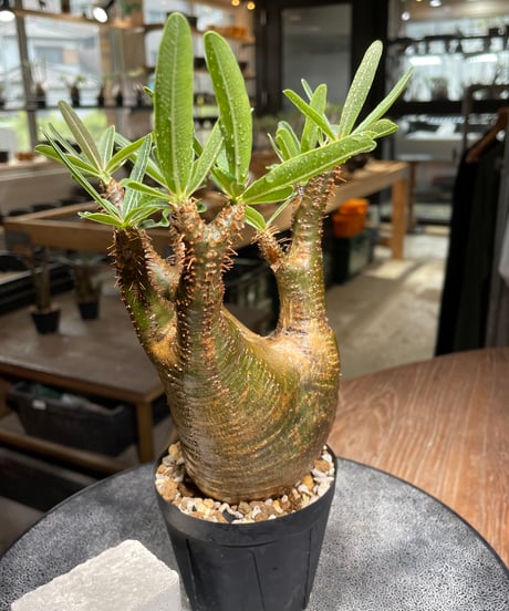 パキポディウム グラキリス　Pachypodium gracilius 　発根済　(gk-540)