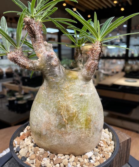 パキポディウム グラキリス　Pachypodium gracilius 　発根済　(gk-241)