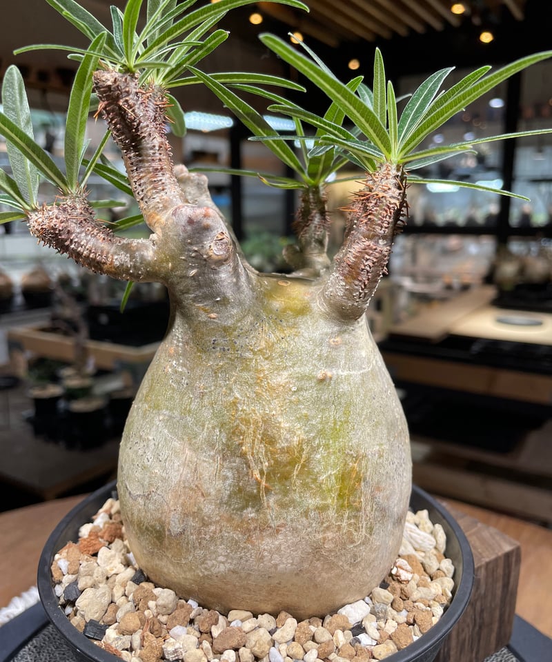 Pachypodium Gracilius パキポディウム グラシリウス
