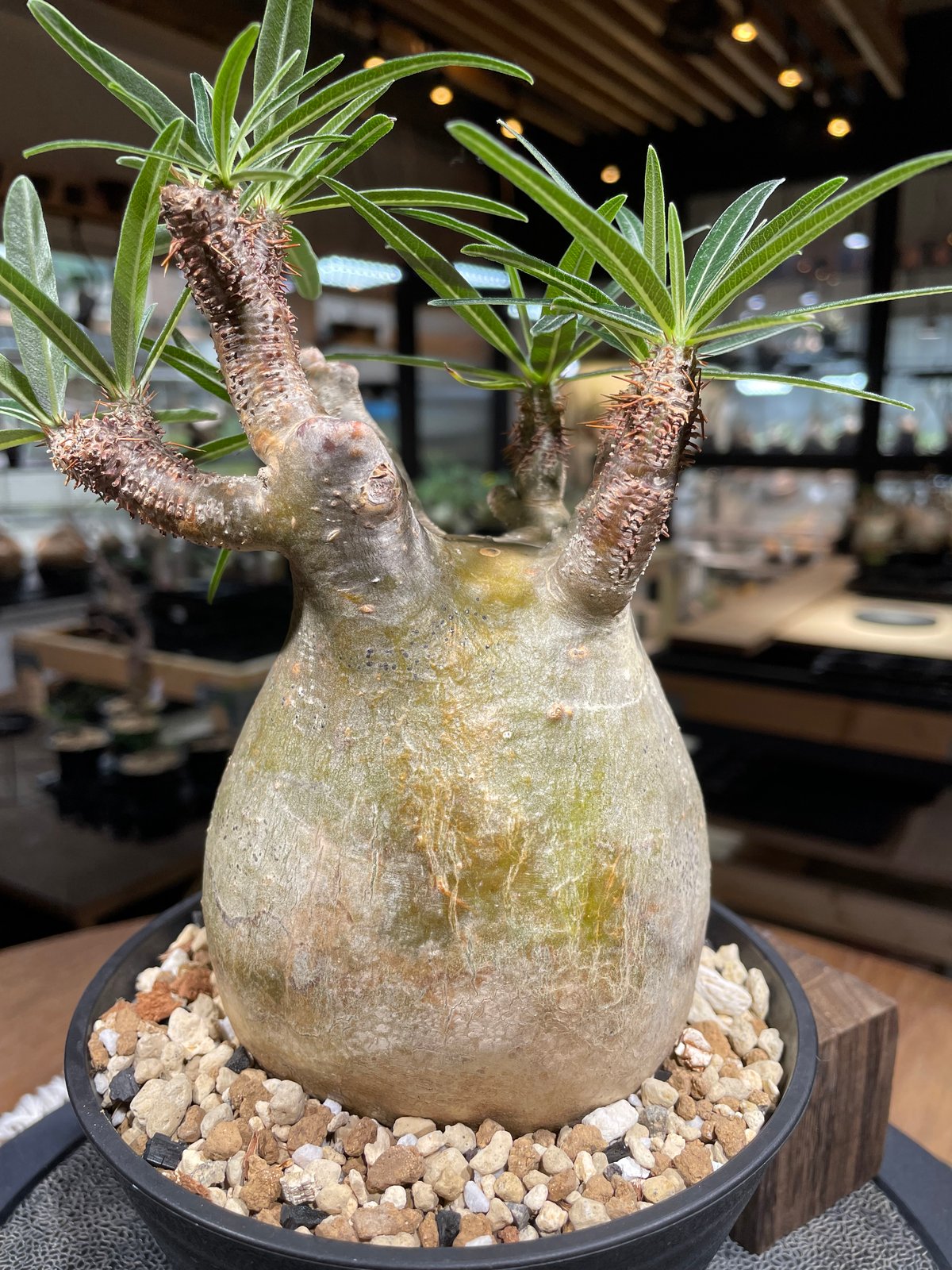 パキポディウム グラキリス Pachypodium gracilius 発根済 (gk-24