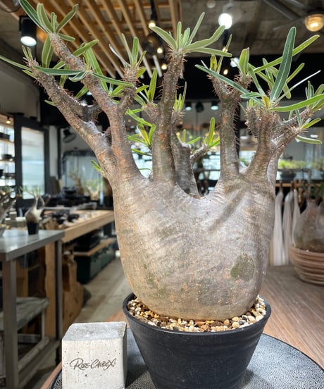 パキポディウム グラキリス　Pachypodium gracilius 　発根済　(gk-562)