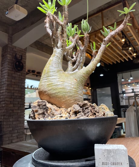 パキポディウム グラキリス　Pachypodium gracilius 　発根済　(gk-449）