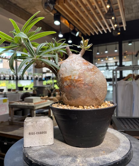 GIRUVI Pachypodium Gracilius グラキリス パキポディウム グラキリス Pachypodium gracilius 発根済 (gk-46