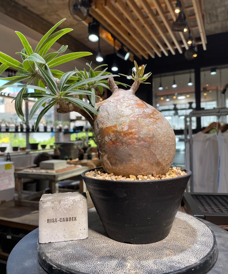 パキポディウム グラキリス Pachypodium gracilius 発根済 (gk-49