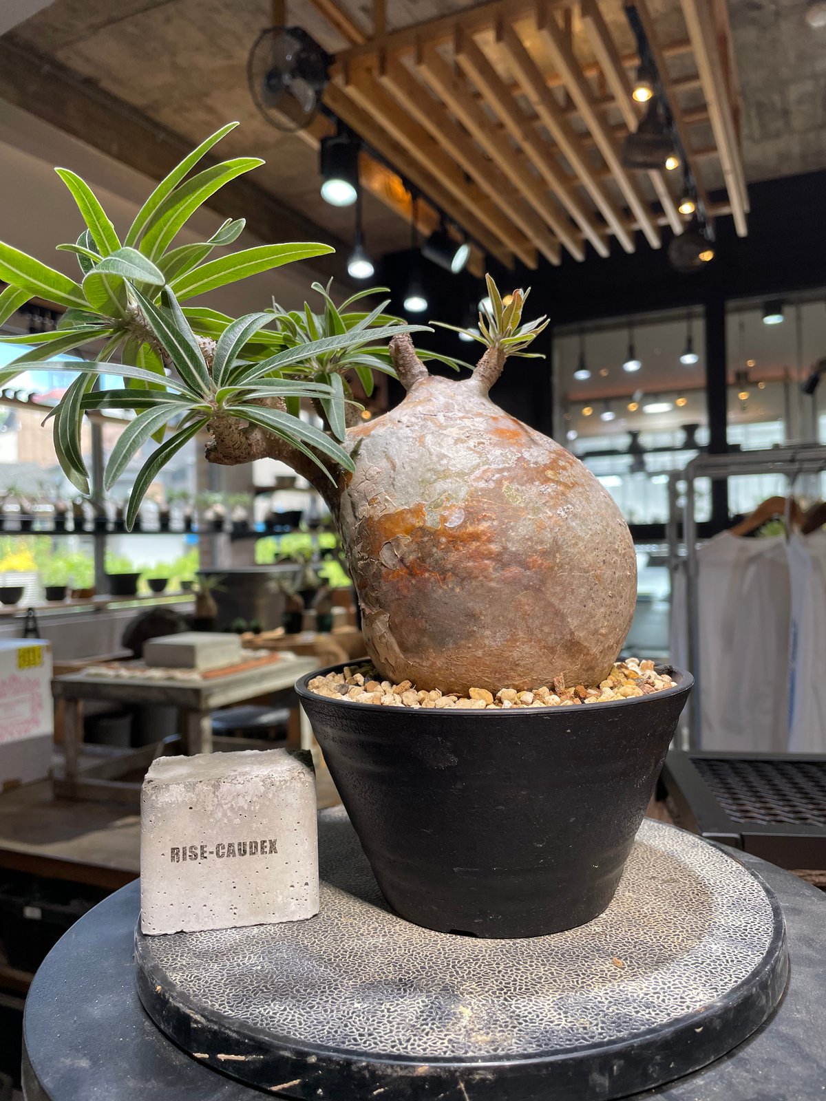 パキポディウム グラキリス Pachypodium gracilius 発根済 (gk-49