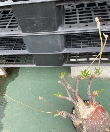 パキポディウム グラキリス　Pachypodium gracilius 　発根済　(gk-240)