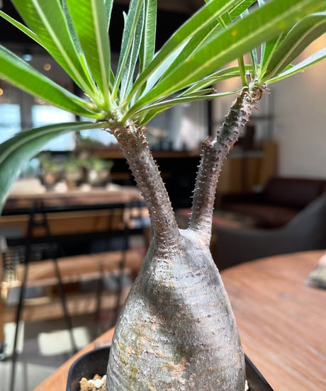パキポディウム グラキリス　Pachypodium gracilius 　発根済　(gk-375)