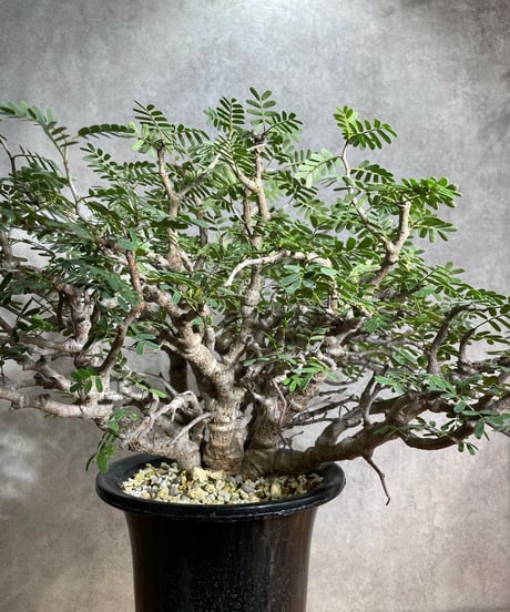 センナ メリディオナリス Senna meridionalis　発根済　(商品番号sm-12)