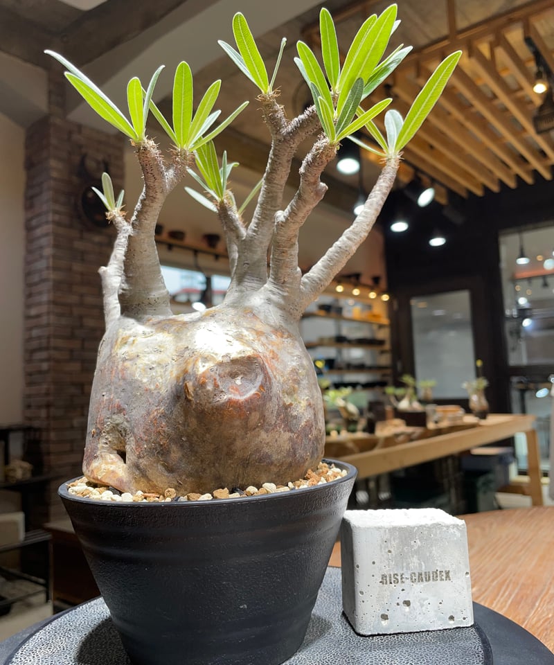 パキポディウム グラキリス Pachypodium gracilius 発根済 (gk-45