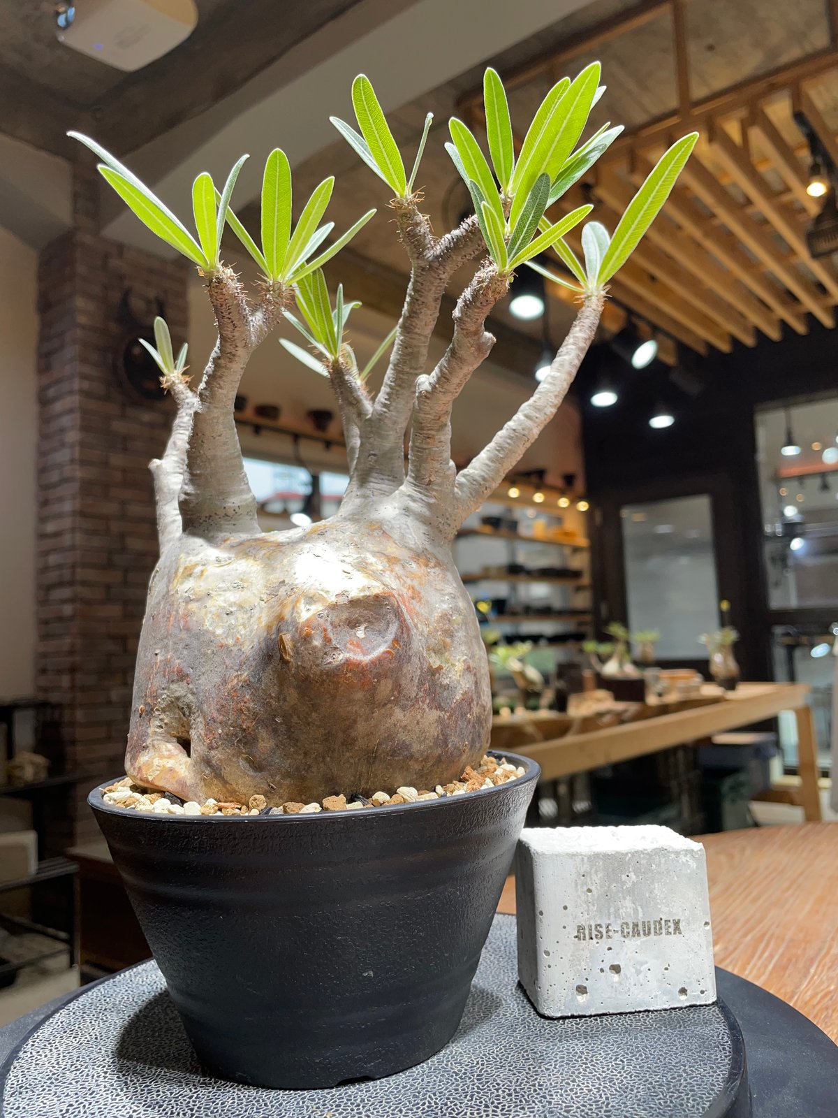 パキポディウム グラキリス Pachypodium gracilius 発根済 (gk-45