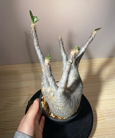 パキポディウム グラキリス　Pachypodium gracilius 　発根済　(商品番号gk-108)