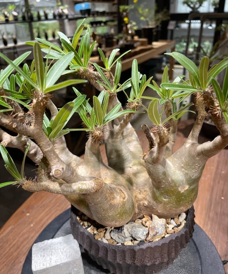 パキポディウム グラキリス　多頭　Pachypodium gracilius 　発根済　(gk-458）鉢 Kuniaki Matsui
