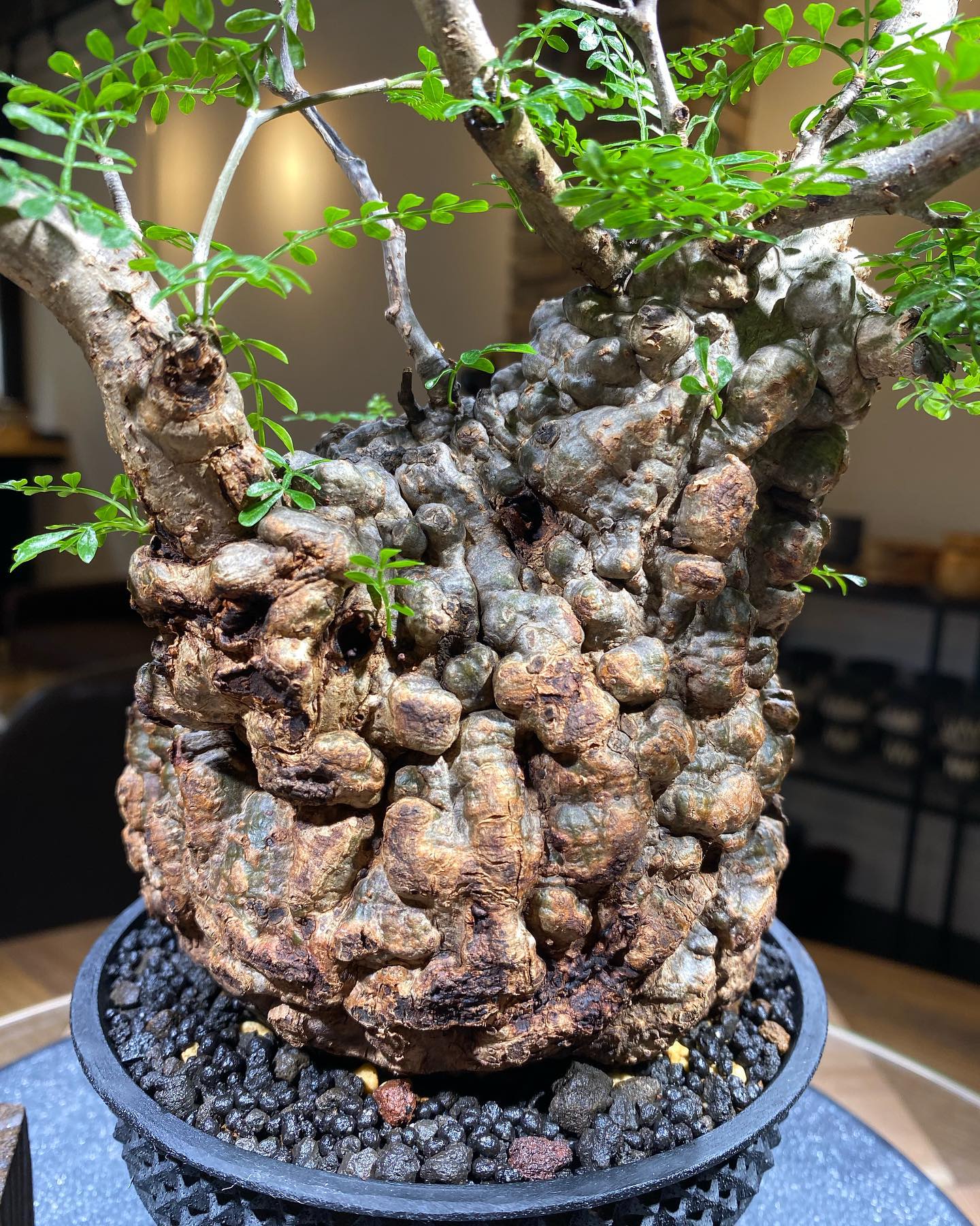 丸型 ボコ肌良樹形 オペルクリカリア パキプス ① Pachypus original