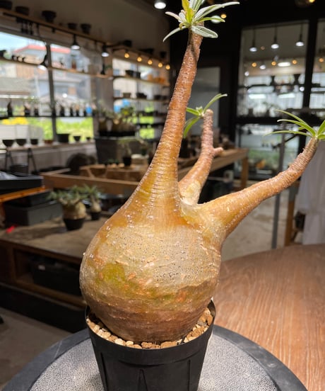 パキポディウム グラキリス　Pachypodium gracilius 　発根済　(gk-490)