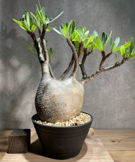 パキポディウム グラキリス　Pachypodium gracilius 　発根済　(商品番号gk-75)