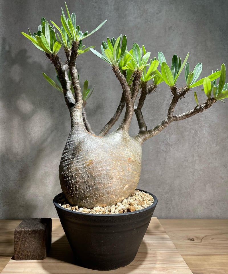 パキポディウム グラキリス Pachypodium gracilius 発根済 (商品 パキポディウム グラキリス Pachypodium gracilius 発根済 (商品