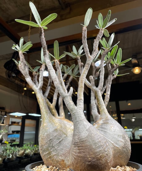 パキポディウム グラキリス　Pachypodium gracilius 　発根済　(gk-249)