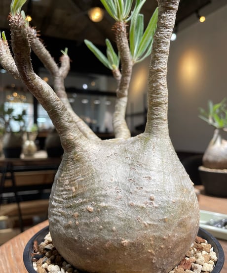 パキポディウム グラキリス　Pachypodium gracilius 　発根済　(gk-372)