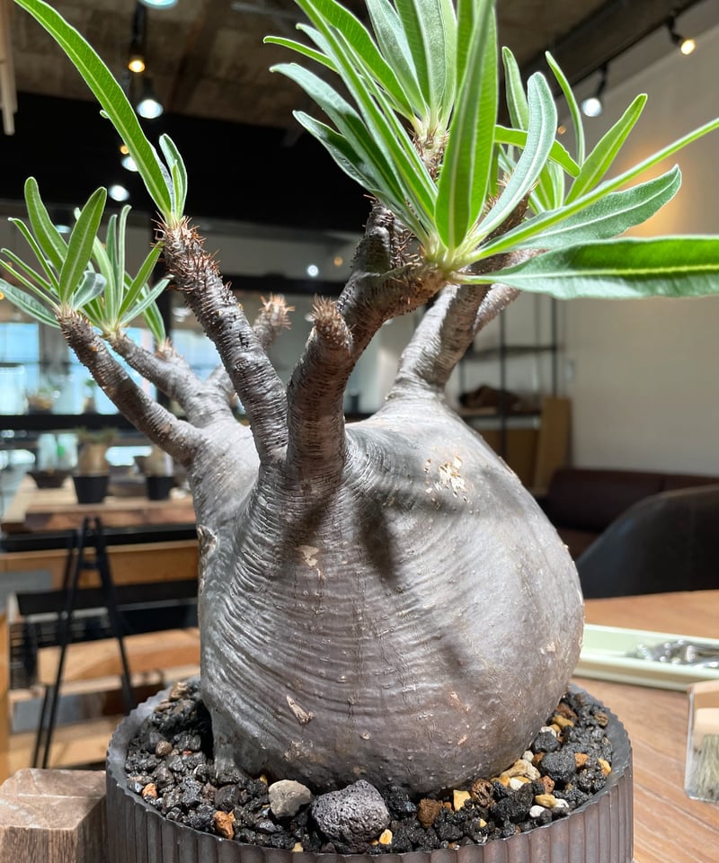 パキポディウム グラキリス Pachypodium gracilius 発根済 (gk-41