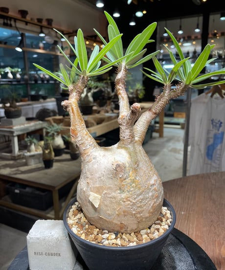 パキポディウム グラキリス　Pachypodium gracilius 　発根済　(gk-413)