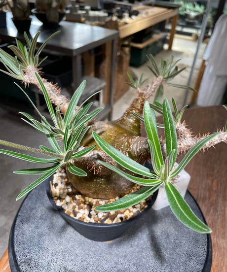 パキポディウム グラキリス　Pachypodium gracilius 　発根済　(gk-556)