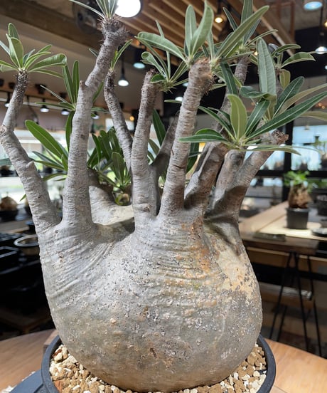 パキポディウム グラキリス　Pachypodium gracilius 　発根済　(gk-347)