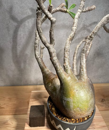パキポディウム グラキリス　Pachypodium gracilius 　発根済　(商品番号gk-56valiem)  VALIEM 　BOWL　sizeL　(VALIEMタグ付き)