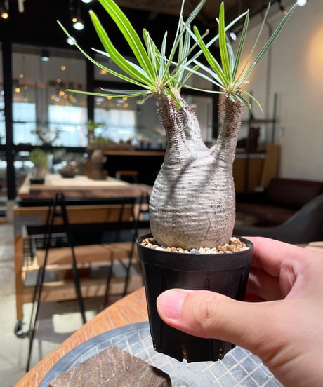 パキポディウム グラキリス　Pachypodium gracilius 　発根済　(gk-376)