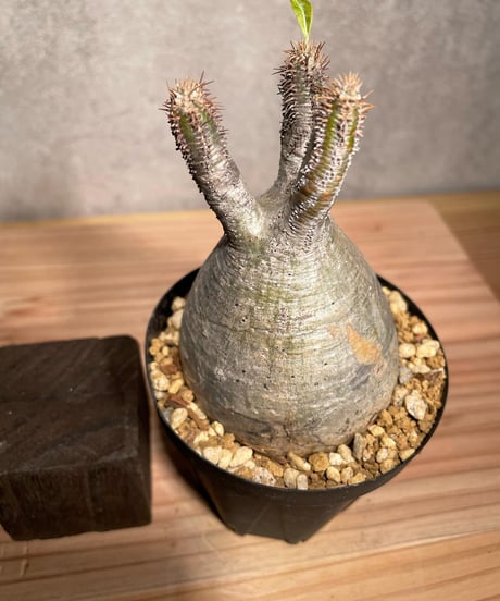 パキポディウム グラキリス　Pachypodium gracilius 　発根済　(商品番号gk-39)