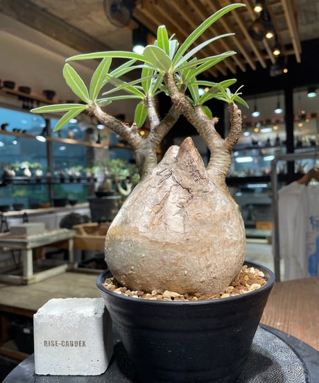 パキポディウム グラキリス　Pachypodium gracilius 　発根済　(gk-314)