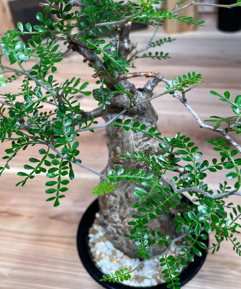 オペルクリカリア パキプス／Operculicarya pachypus 発根済 (塊根幅7c