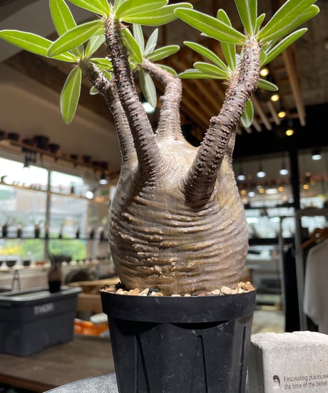 パキポディウム グラキリス　Pachypodium gracilius 　発根済　(gk-527)