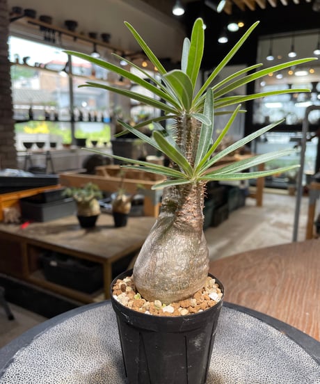 パキポディウム グラキリス　Pachypodium gracilius 　発根済　(gk-486)