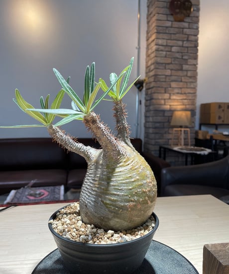 パキポディウム グラキリス　Pachypodium gracilius 　発根済　(gk-217)
