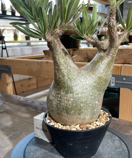 パキポディウム グラキリス　Pachypodium gracilius 　発根済　(gk-429)