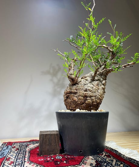 オペルクリカリア パキプス／Operculicarya pachypus　発根済　(商品番号PP-67)