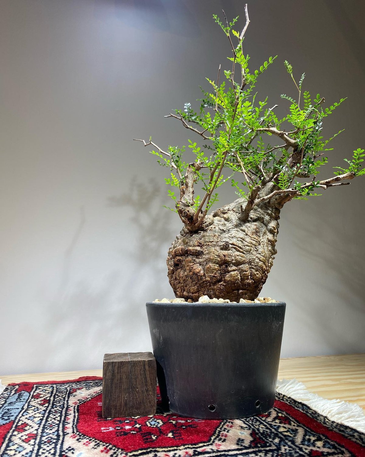 オペルクリカリア パキプス／Operculicarya pachypus 発根済