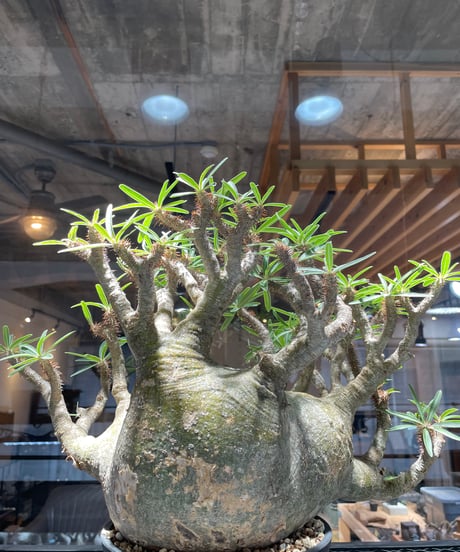 パキポディウム グラキリス　Pachypodium gracilius 　発根済　(gk-496）