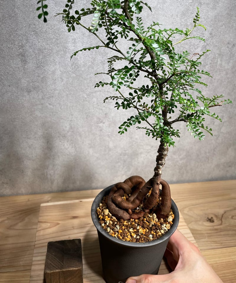 オペルクリカリア パキプス 根差し デカパワータンク - 植物/観葉植物 オペルクリカリア パキプス 根差し デカパワータンク - 植物/観葉植物