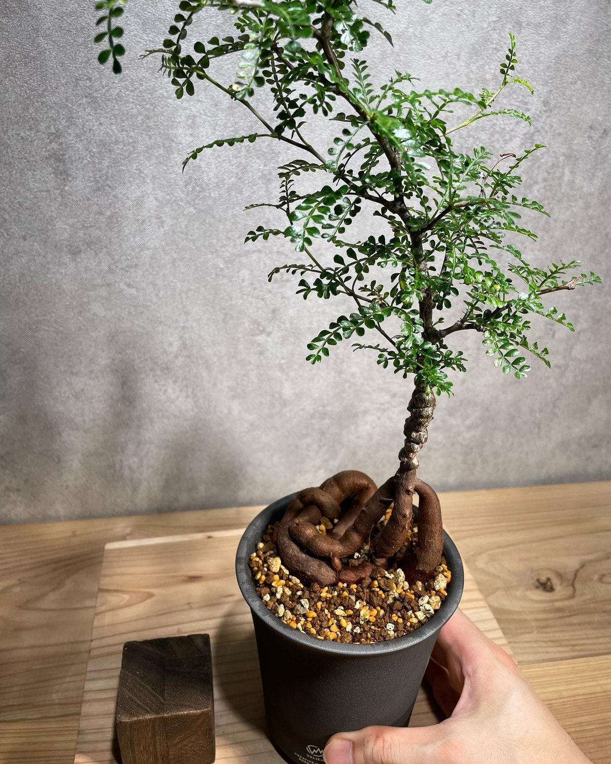 パキポディウム グラキリス 盆栽仕立て 中株 【公式通販】