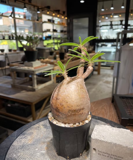 パキポディウム グラキリス　Pachypodium gracilius 　発根済　(gk-501）