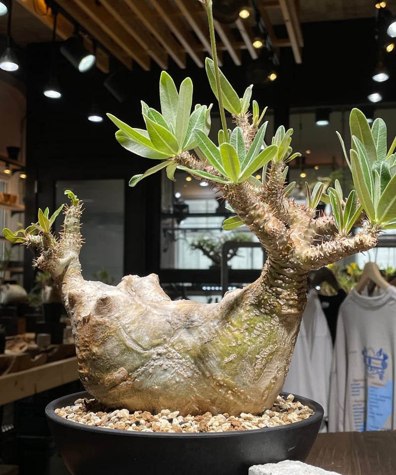 パキポディウム グラキリス Pachypodium gracilius 発根済 (gk-44