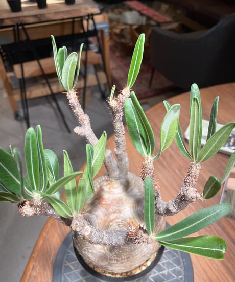 パキポディウム グラキリス　Pachypodium gracilius 　発根済　(gk-407)