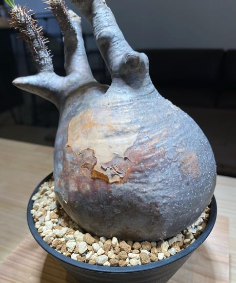 パキポディウム グラキリス　Pachypodium gracilius 　発根済　(商品番号gk-105)