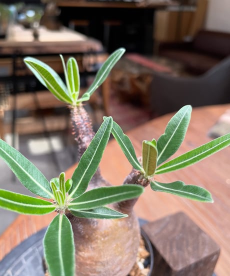 パキポディウム グラキリス　Pachypodium gracilius 　発根済　(gk-377)