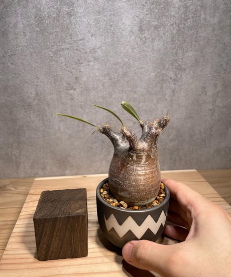 パキポディウム グラキリス　Pachypodium gracilius 　発根済　(商品番号gk-64valiem)  VALIEM 　BOWL　sizeXS　(VALIEMタグ付き)