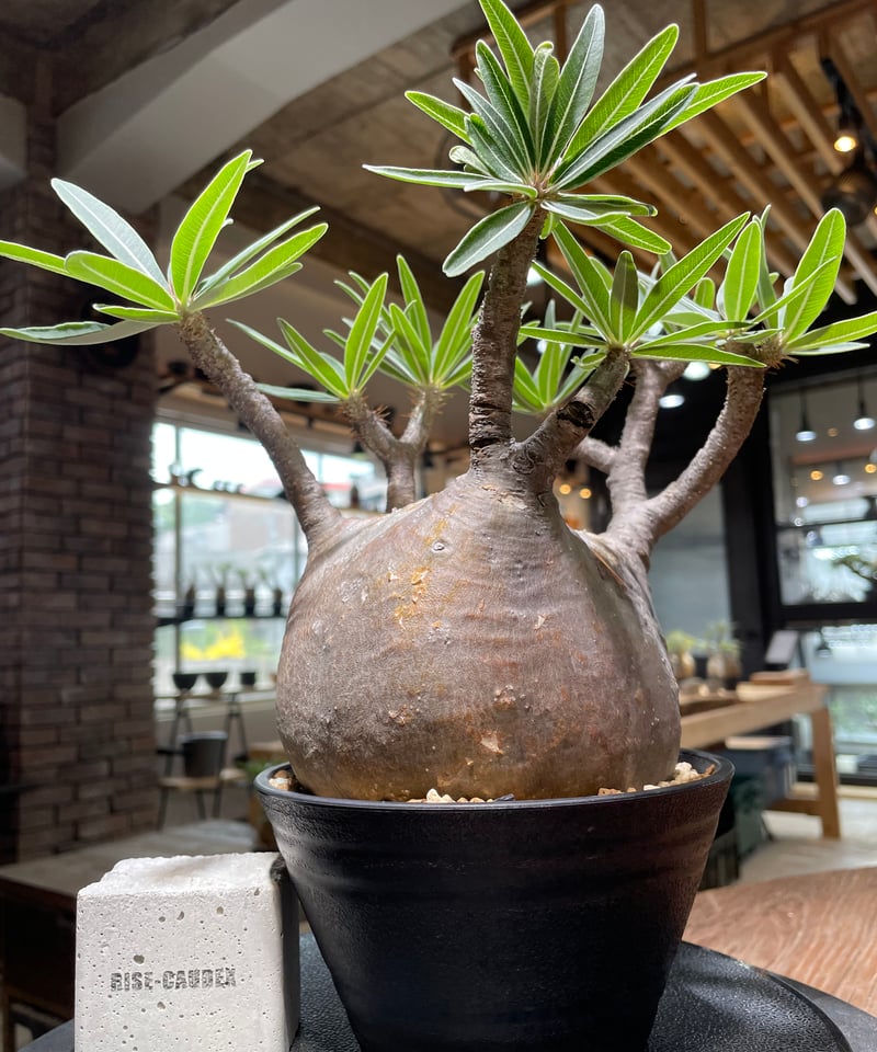 パキポディウム グラキリス 発根済 Pachypodium gracilius パキポディウム グラキリス Pachypodium gracilius 発根済 (gk-47